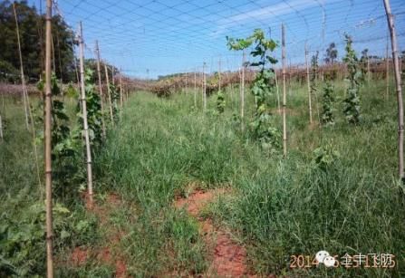 全豐航空植保科技公司和中國農業(yè)大學共同研究海南經濟作物防治模式